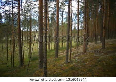 autumn forest landscape / yellow forest, trees and leaves October landscape in the park