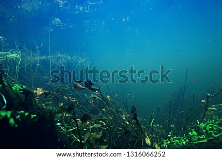 underwater mountain clear river / underwater photo in a freshwater river, fast current, air bubbles by water, underwater ecosystem landscape