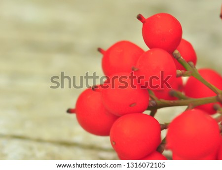 Wild cranberries (Vaccinium oxycoccus). A Cotoneaster bush with lots of red berries on branches, autumnal background. Close-up colorful autumn wild bushes with red berries in the park.