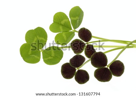 Two kinds of clovers of the white background