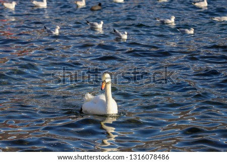 Seagull and swan in the Ohrid Lake