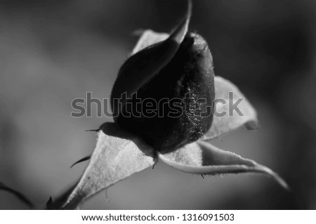 Black white photography of red rose. Macro black rose. Old fashion style