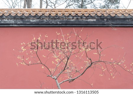 Plum blossoms with ancient red city walls