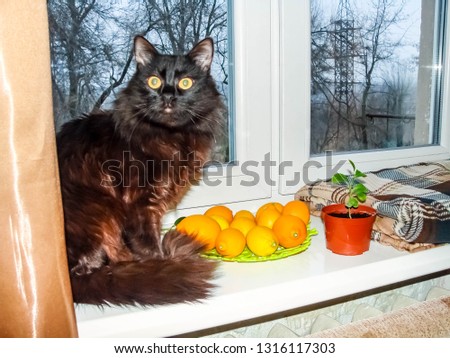 Black cat  on the window, winter. Lemons on the windowsill, plant sprout and checkered plaid. Cozy picture.