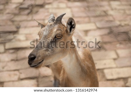 Close up picture of goat portrait in the zoo with brown eyes and brown background with natural view as wildlife life concept wallpaper background with pretty young animal in summer period 