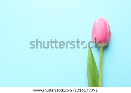 Beautiful spring tulip on blue background, top view with space for text. International Women's Day