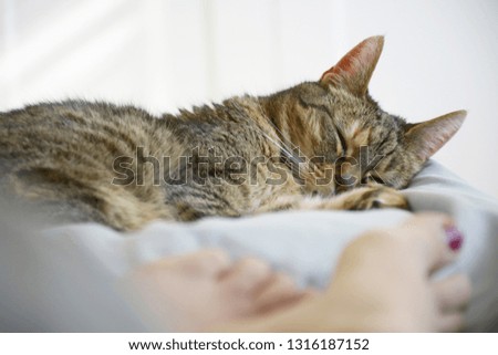 Sleeping cute cat and woman on bed. From woman's perspective
