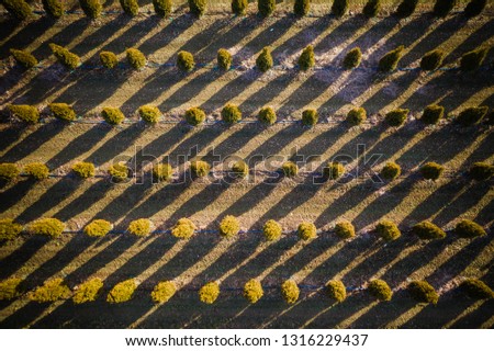 Aerial Abstract of Trees and Field