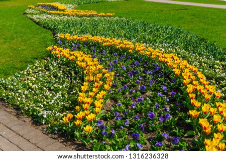 Beautiful spring , multi-colored tulips planted in the city park