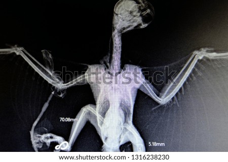 X-ray images of wild animals used by veterinarians to diagnose, treat diseases and illnesses