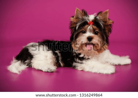Studio photography of a Biewer Yorkshire Terrier on colored backgrounds