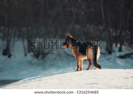 Female purebreed german shepherd puppy. Winter landscape.