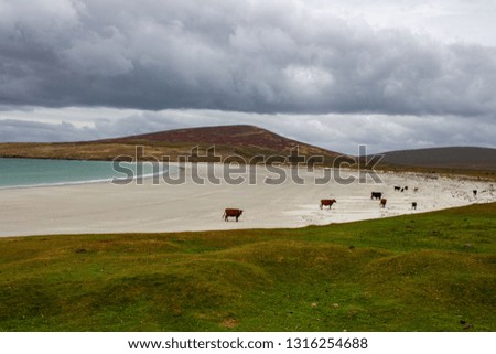 Cows on the beach on Saunders Island, Falkland Islands, South Atlantic
