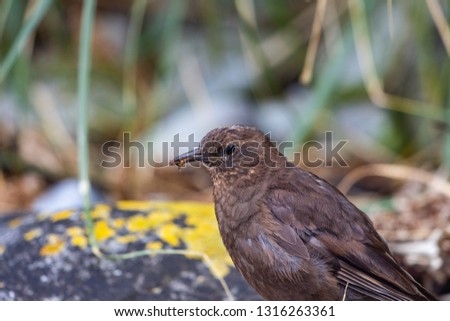 Tussock Bird, Falkland Islands, South Atlantic