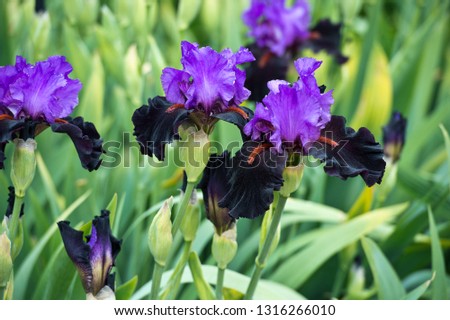 Colorful irises in the garden, perennial garden. Gardening. Bearded iris. 
