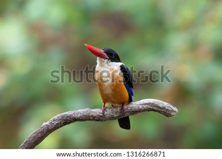 ฺBlack Cap Kingfisher