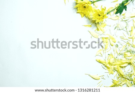  Yellow flowers on a white background.-image