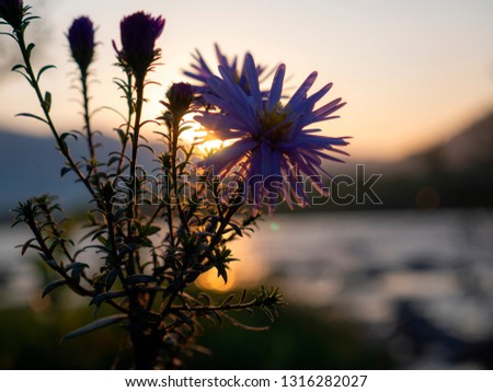 Blue flower at sunset of the day near the river