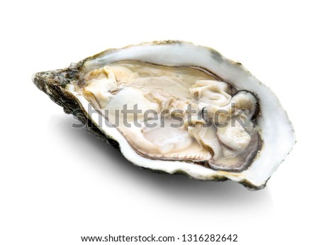 Fresh raw oyster on white background Royalty-Free Stock Photo #1316282642