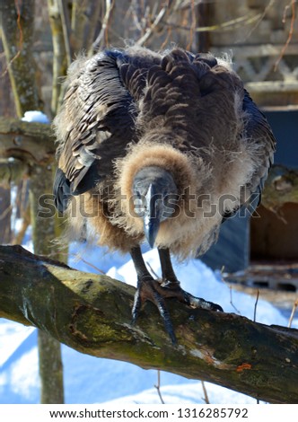 Andean condor (Vultur gryphus) is a South American bird in the New World vulture family Cathartidae and is the only member of the genus Vultur.