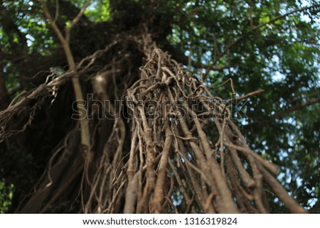 the hanging root texture of a banyan tree
