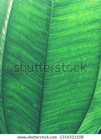Tropical leaf texture. nature dark green background