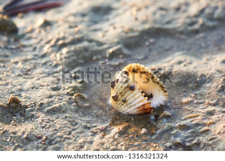 A seashell on the beach and sunlight in the morning