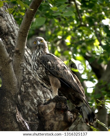 Crested Hawk Eagle in national park of India