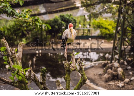 The Yellow-billed Stork, Mycteria ibis, is a large wading bird in the stork family Ciconiidae