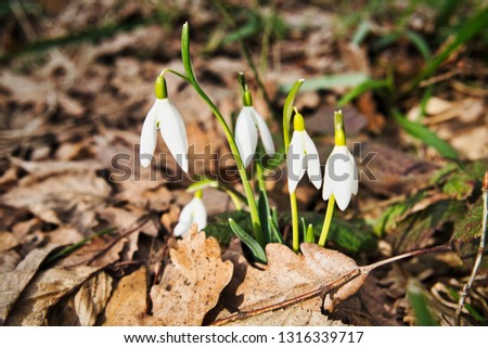 First spring flowers in Serbia - snowdrops on Fruska Gora