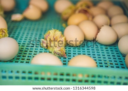 Large group of newly hatched chicks on a chicken farm