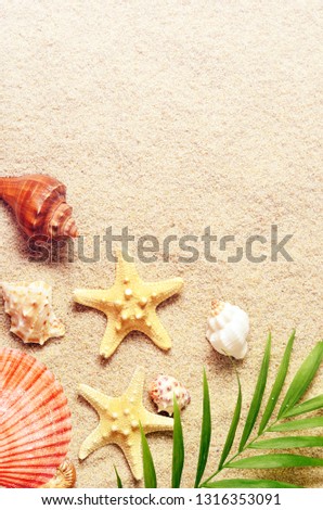Summer background with green palm leaf and shells. Beach texture. Copy space. Top view.