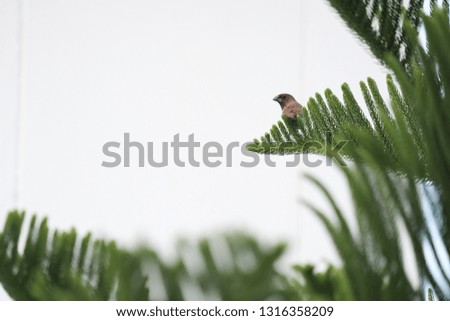 Small birds cling on the branches