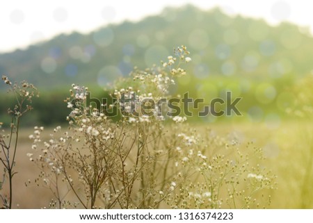 dry grass flowers with yellow day light  in morning