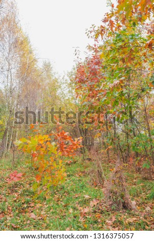 Golden autumn in the park. Nature in the vicinity of Pruzhany, Brest region, Belarus. 