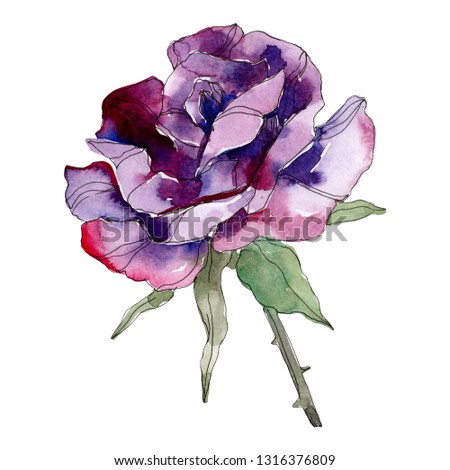 Purple rose floral botanical flower. Wild spring leaf wildflower isolated. Watercolor background illustration set. Watercolour drawing fashion aquarelle. Isolated rose illustration element.