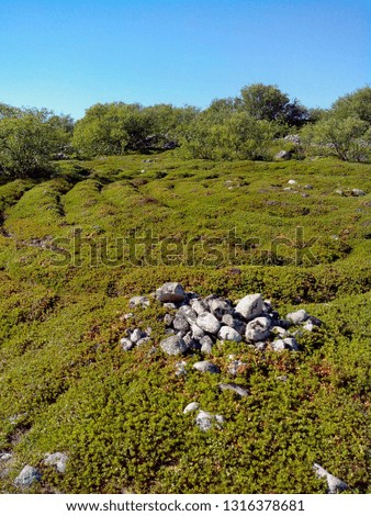 An ancient stone labyrinth overgrown with moss and bushes on the Hare island of the Solovetsky archipelago.