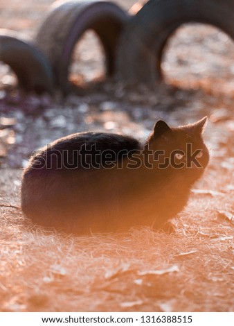 Black yard cat on the street