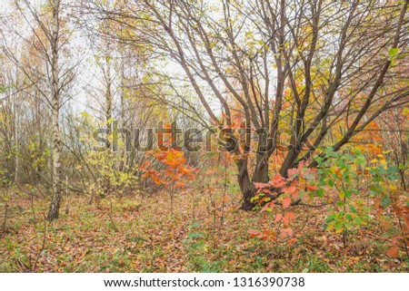Golden autumn in the park. Nature in the vicinity of Pruzhany, Brest region, Belarus. 