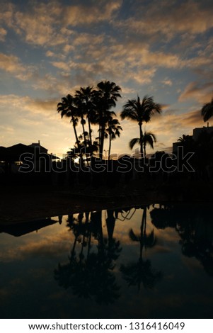 Sunset over pool with palm
