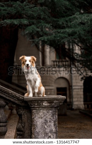 Adorable red dog border collie sitting on railing and playing trick with happiness face