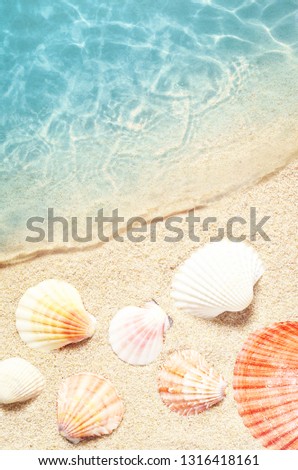 Seashell on the summer beach in sea water. Summer background. Summer time