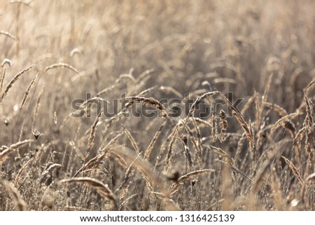 Dry grass in the morning at sunrise .