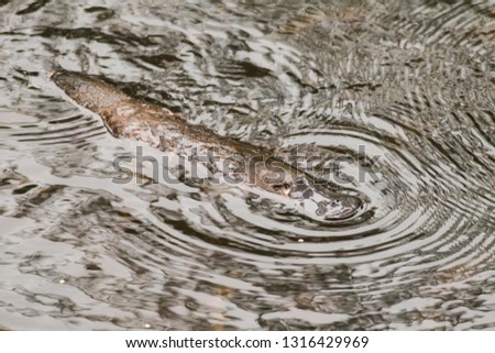 Platypus Ornithorhynchus anatinus swimming in creek near Julatten, Queensland, Australia