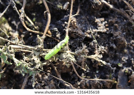 a green caterpillar on black earth
