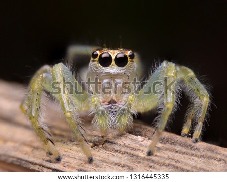 Super macro image of Jumping spider (Salticidae), High magnification, Good sharpen and detailed, eye and face very clear.This wildlife image from asia thailand.