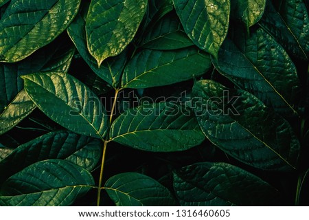 tropical  Green leaves in the garden pattern background, color Dark Flat lay Natural background for  input text.