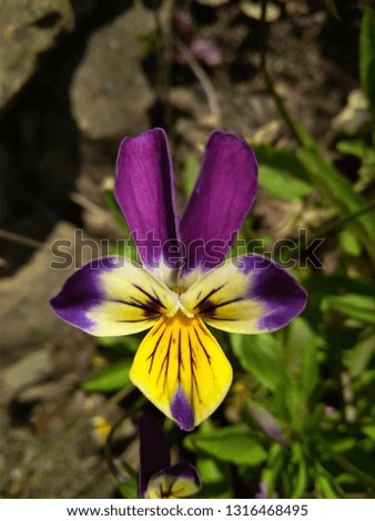 Beautiful spring colored pansy flower