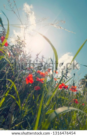 Poppy field in summer