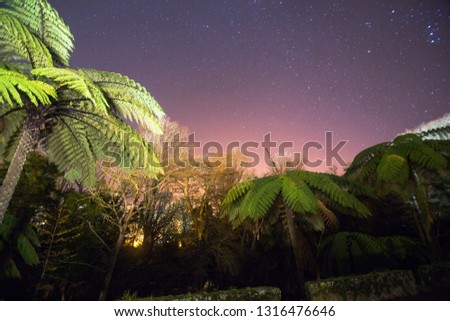 Vegetation by night  in Terra Nostra park Furnas Sao Miguel island Azores Portugal